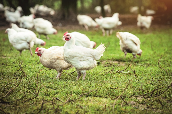 Hähnchen erstmals bundesweit aus Haltungsform Stufe 3 plus Freilandhaltung / Als erster Lebensmittelhändler bietet Kaufland in allen Filialen Hähnchen aus besonders tierwohlgerechter Haltung an