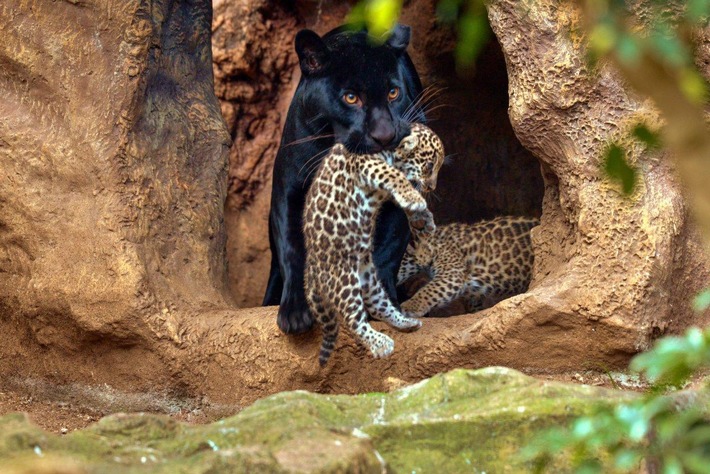 Loro Parque feiert die Geburt von Jaguar-Zwillingen