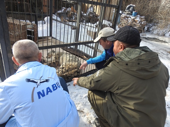 NABU greift Schneeleoparden mit schweren Schussverletzungen in Kirgistan auf / NABU: Großkatze Opfer eines Mensch-Wildtier-Konfliktes in Talas-Region