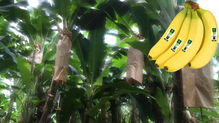 Wegweisende Optimierung für den Bananenanbau: NORMA spart ab sofort weitere 60 Tonnen überflüssiges Plastik ein! / Umweltfreundliche Schutzhüllen aus Papier, keine Plastikbanderolen im Verkauf