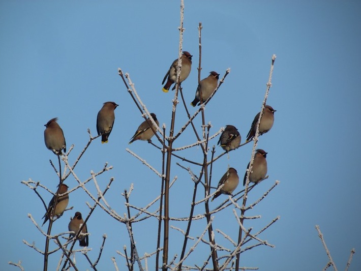 Gekommen, um zu bleiben Deutsche Wildtier Stiftung: Der milde Januar bietet gefiederten Wintergästen aus dem Hohen Norden optimale Bedingungen