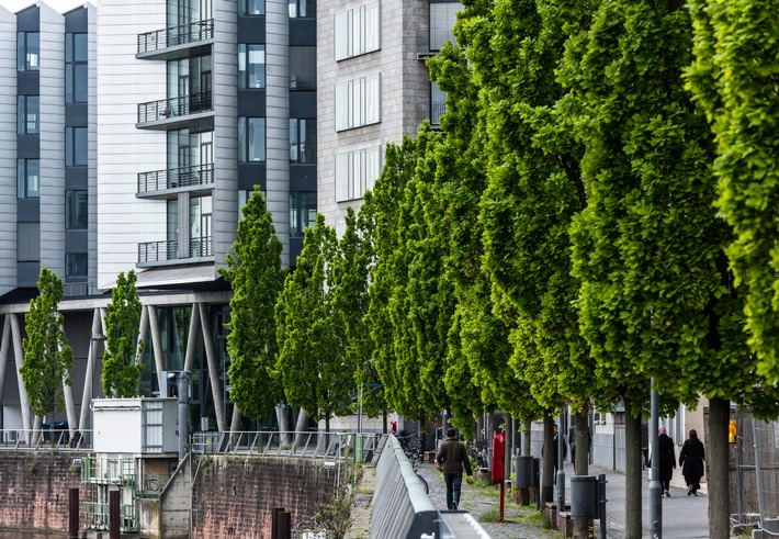 Große Bäume braucht die Stadt! Nachpflanzungen im urbanen Raum