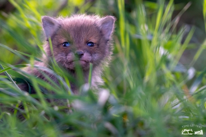 Wildtierschutz Deutschland: Wer jetzt noch Füchse jagt, jagt nicht waidgerecht