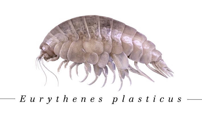 Im Namen des Plastiks / Mikroplastik in neuer Tiefsee-Spezies entdeckt: Forscher taufen Flohkrebs offiziell "Plasticus"