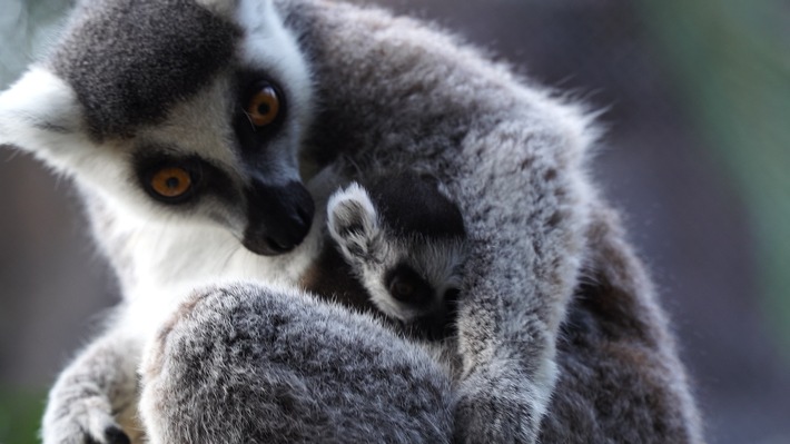 Eine frohe Botschaft im Loro Parque: Katta-Baby erblickt das Licht der Welt