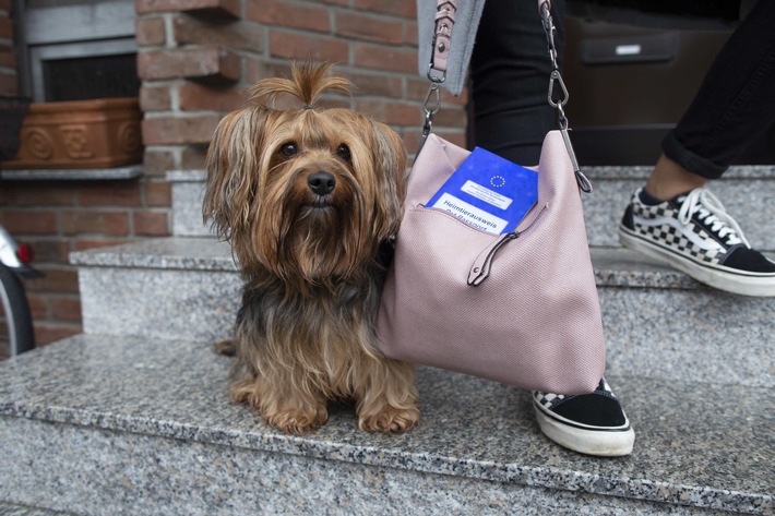 Sei kein Impfmuffel! / Der Welttag der Tierimpfung am 20. April macht darauf aufmerksam, dass Impfungen unsere Hunde und Katzen, und damit auch den Menschen vor schweren Erkrankungen schützen