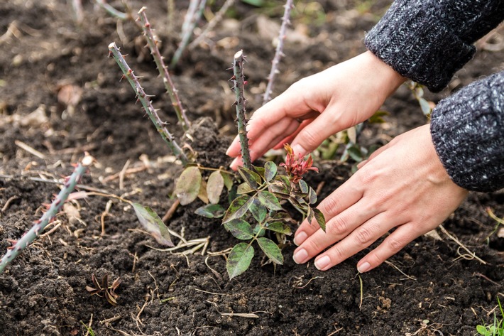 Vorsicht, wenn Dornen in die Haut eindringen! / Freizeit im Garten – Verletzungen richtig verarzten