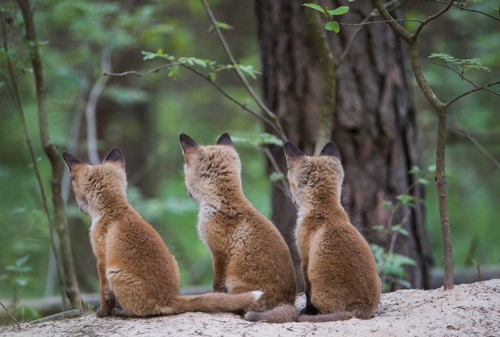 Jagdpresse jubelt: Jäger dürfen auch in Hessen wieder Fuchsbabys jagen