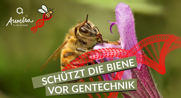 Die Biene im Fadenkreuz "neuer Gentechnik" / Aurelia Stiftung warnt davor, Bienenkrankheiten mithilfe "neuer Gentechnik" zu bekämpfen