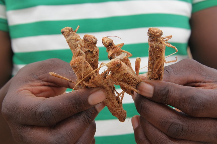 Corona und Heuschreckenplage: Was die eine Katastrophe eindämmt, verschlimmert die andere/Bündnisorganisationen von „Aktion Deutschland Hilft“ fordern Anpassung der Corona-Beschränkungen in Afrika