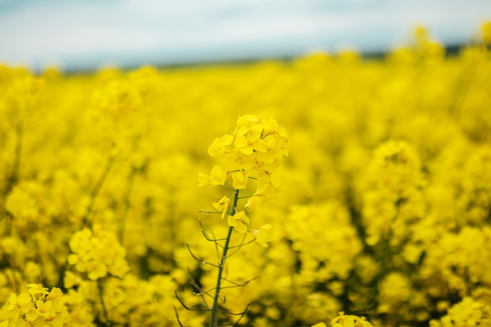 Rapsblüte 2020: Anbau gestiegen, Preise gefallen