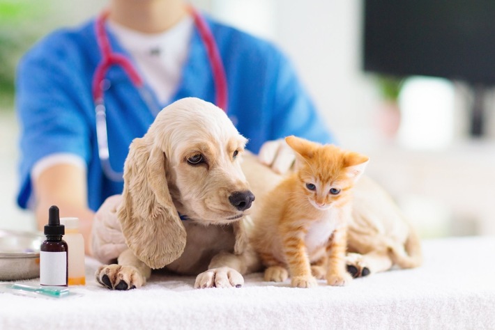 CosmosDirekt erweitert Angebot um Tierkrankenversicherung