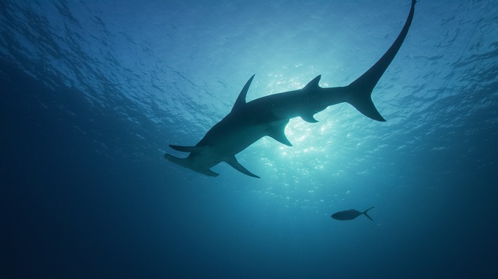 Furcht und Faszination: National Geographic WILD widmet den Jägern der Meere im Juli die Sonderprogrammierung „Hai Life“