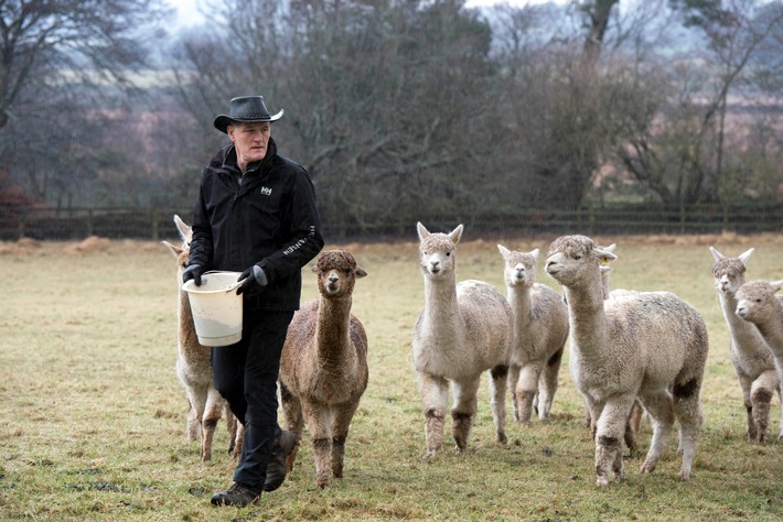 Tierisches Vergnügen garantiert / In Irland bietet ein Farmer seine Alpakas für virtuelle Touren und Video-Konferenzen an