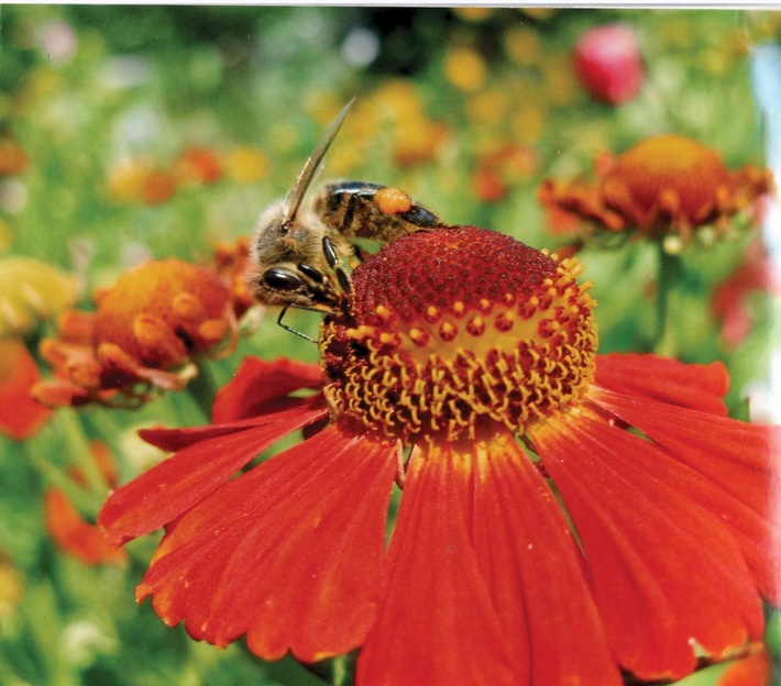 Bienen können die Natur nur erhalten, wenn wir den Bienen helfen!