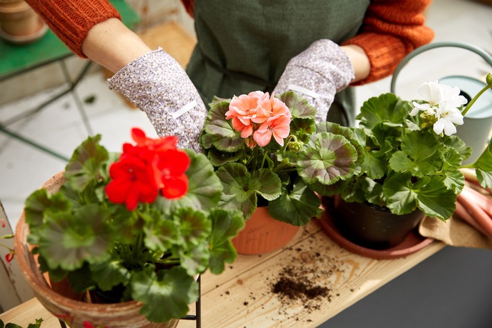 Nachhaltige Blumen und Pflanzen: Kaufland veröffentlicht verbindliche Ausrichtung