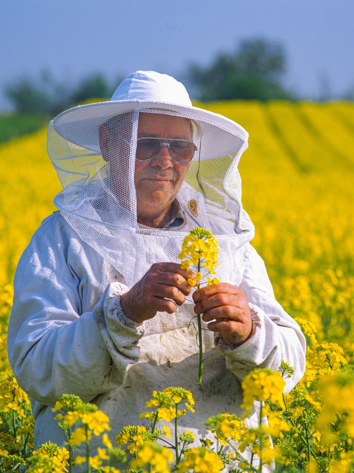 World Bee Day 2020: Bienennektar Rapsfeld