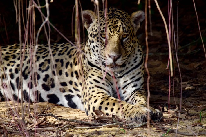 3sat zeigt zweiteilige Doku "Wildes Pantanal"