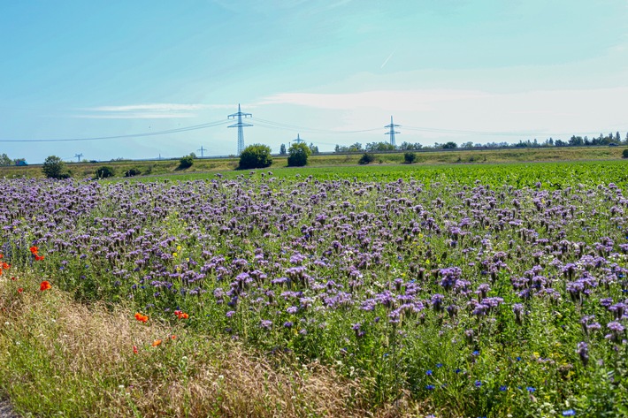 Grüne Pflanzaktion: Netto unterstützt Blühwiesen für mehr Insekten und bunte Blumen