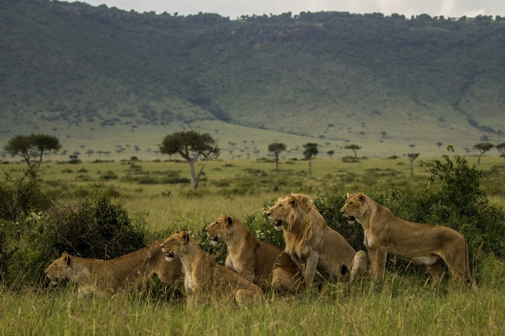 Überleben in der Masai Mara: National Geographic WILD präsentiert neue Doku-Serie „Clans der Raubtiere“ ab 27. August