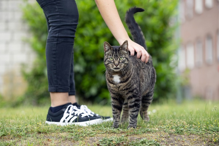 Achtung Wurmgefahr! / Darmparasiten wie WÃ¼rmer sind keine Seltenheit. Sie gefÃ¤hrden die Gesundheit der Katze und des Katzenhalters