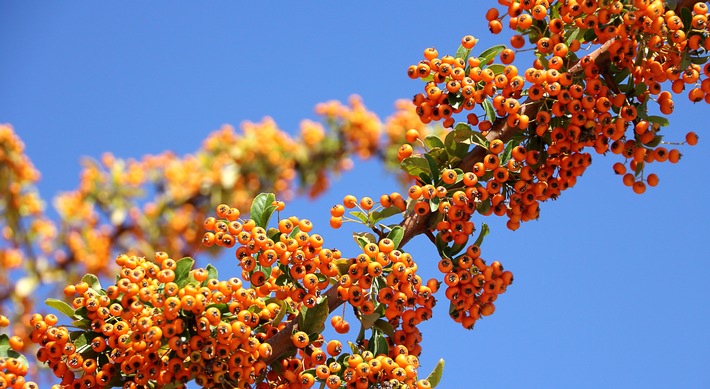 Wildobst – Superfood für den heimischen Garten / Schön, köstlich und robust, besser geht es kaum / Sanddorn, Ebereschen, Aronia & Co. versprechen eine reiche Ernte