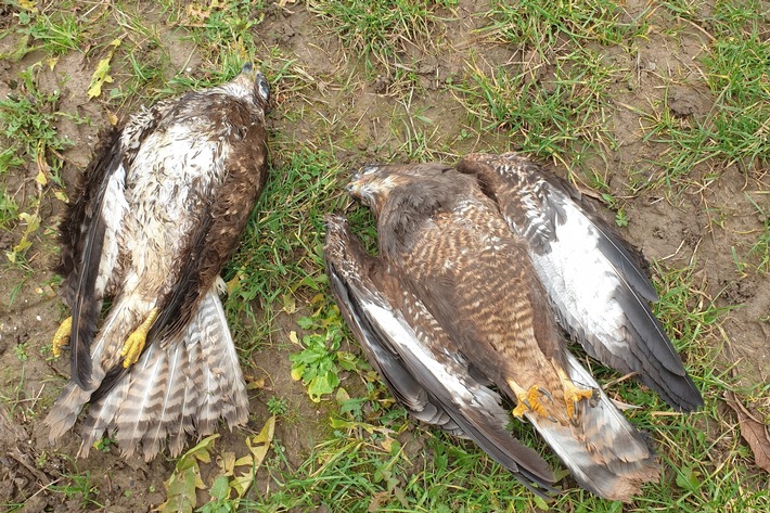 Greifvogel-Wilderei: FÃ¤lle illegaler Verfolgungen in Deutschland nehmen zu / 26 Landkreise in 9 BundeslÃ¤ndern betroffen