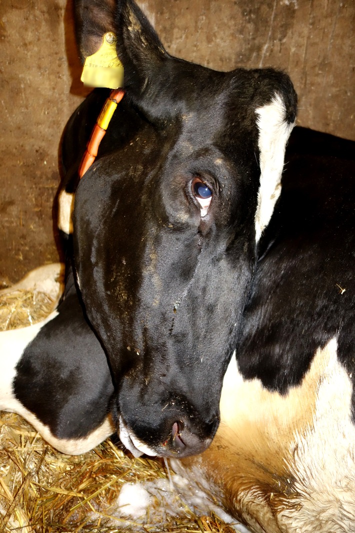 Ein Jahr nach dem Tierschutzskandal Bad Grönenbach: Das Leid der Kühe geht weiter und der Staat schwächelt angesichts der Agroindustrie