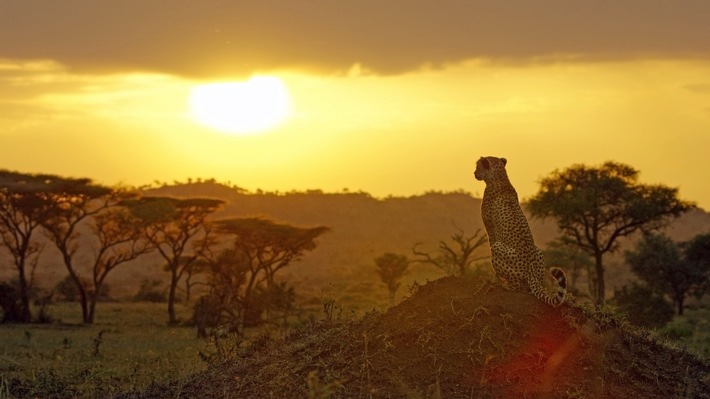 Den Tieren der Savanne ganz nah: ZDF-„Terra X“-Doku über die Serengeti