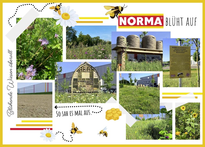 NORMA-Erfolgsprojekt zum Schutz von Bienen jährt sich und wird ausgeweitet - blühende Wiesen überall / Umweltinitiative für den Artenschutz feiert JuBEEläum