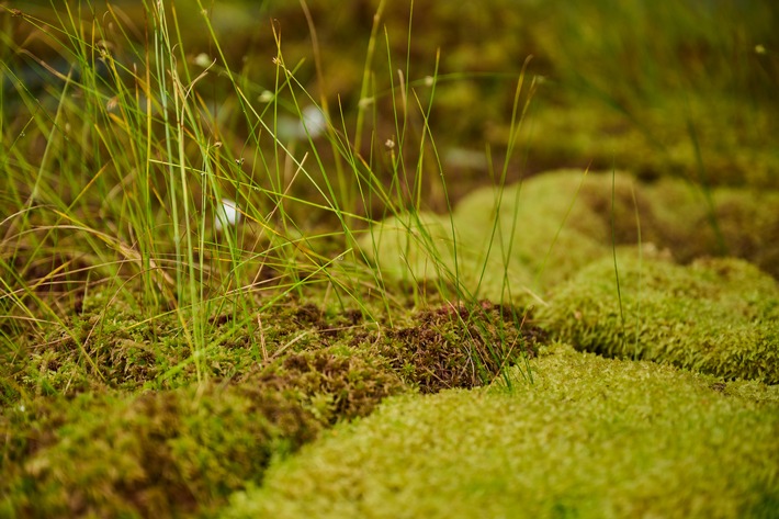 Intakte, also nasse Hochmoore speichern deutlich mehr CO2 als Bäume und Wälder. / Weiterer Text über ots und www.presseportal.de/nr/63105 / Die Verwendung dieses Bildes für redaktionelle Zwecke ist unter Beachtung aller mitgeteilten Nutzungsbedingungen zulässig und dann auch honorarfrei. Veröffentlichung ausschließlich mit Bildrechte-Hinweis.